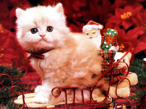 Christmas-Kitten-christmas-2736116-1024-768